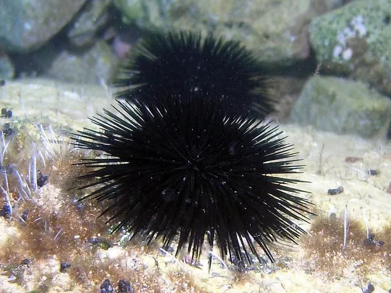 Jak rozmnażają się jeżowce? Odkryj fascynujące metody ich rozmnażania