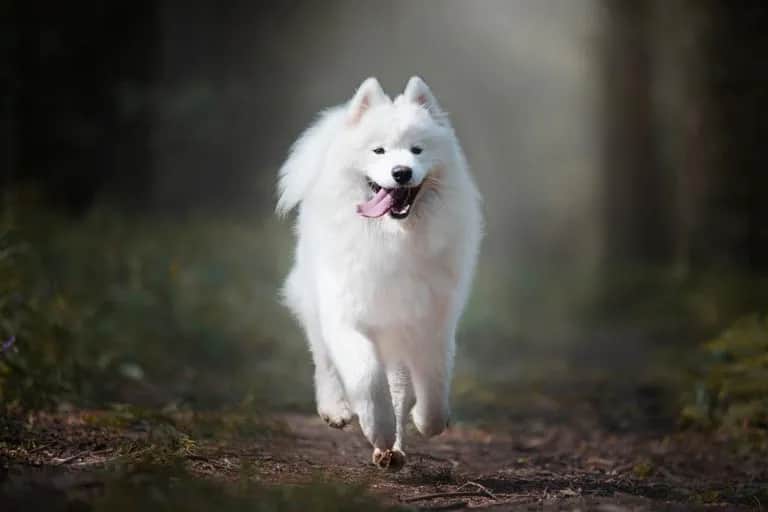 Jakie psy mają włosy zamiast sierści i jak je pielęgnować?