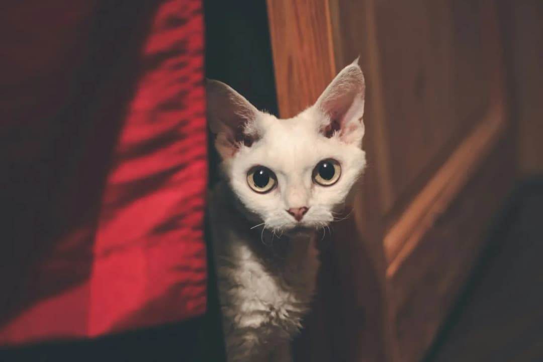 Kocięta rasy Devon Rex: jak je wychować i dbać o nie skutecznie