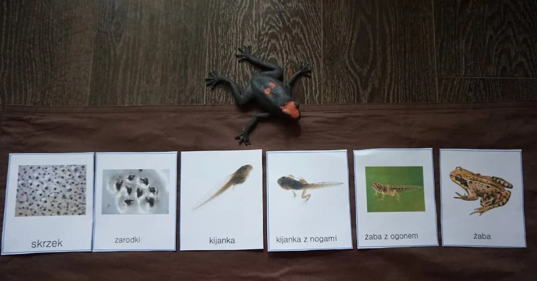 Jak żaby się rozmnażają? Zaskakujące etapy ich rozwoju i życia