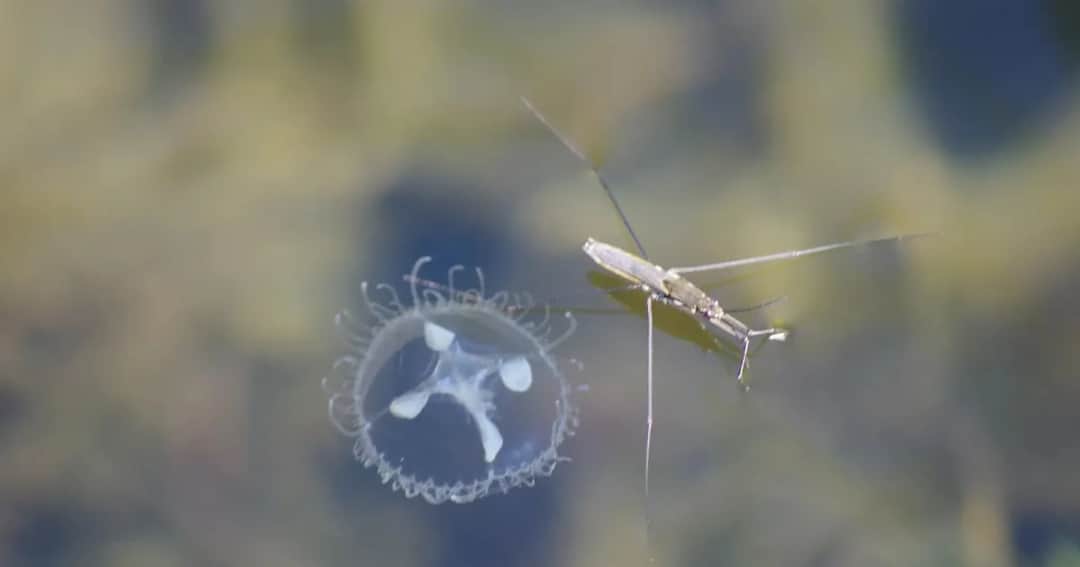 Jak się rozmnażają meduzy? Zaskakujące fakty o ich cyklu życia
