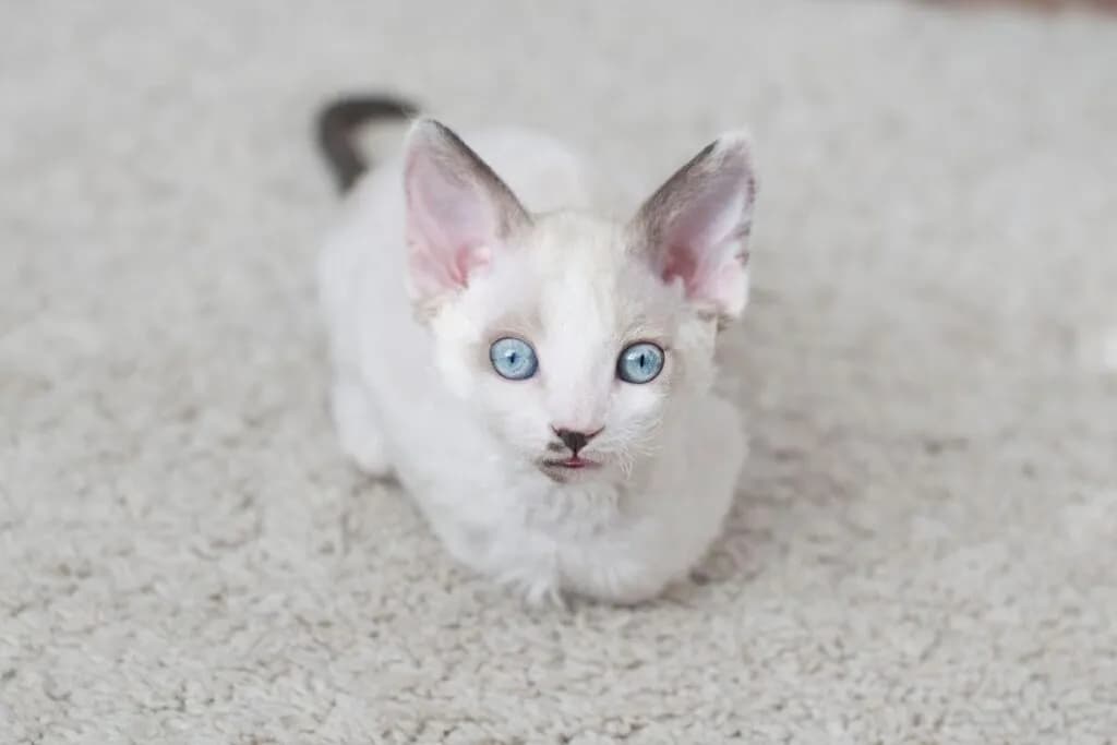 Devon Rex opinie: co warto wiedzieć przed adopcją kota tej rasy