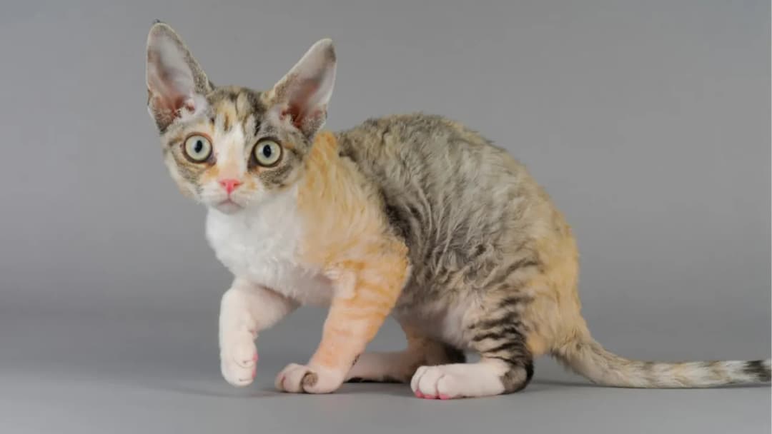 Choroby skóry u Devon Rex: objawy, przyczyny i skuteczne leczenie