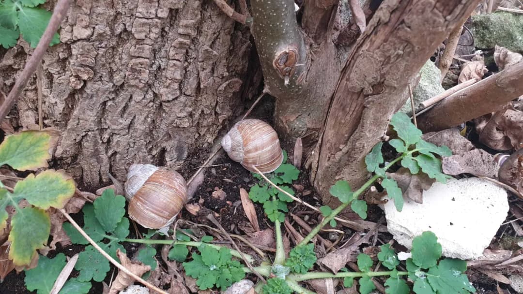 Jak rozmnażają się ślimaki winniczki - zaskakujące fakty o ich cyklu życia
