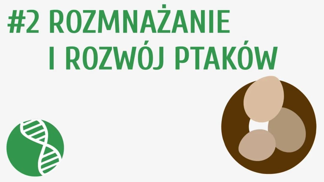 Jak ptaki się rozmnażają? Odkryj fascynujące strategie i zachowania