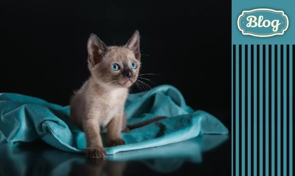 Koty tonkijskie charakter – dlaczego to idealni towarzysze dla Ciebie