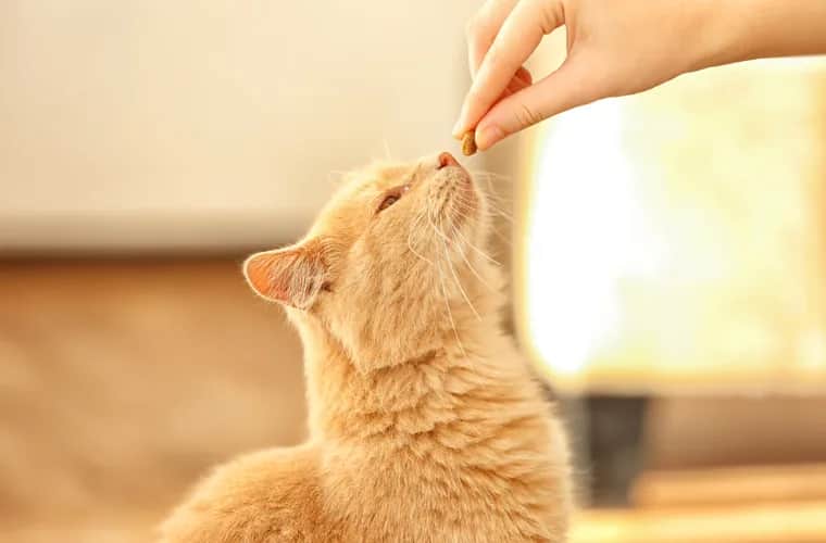 Ile je mały kotek? Kluczowe informacje o karmieniu i pielęgnacji