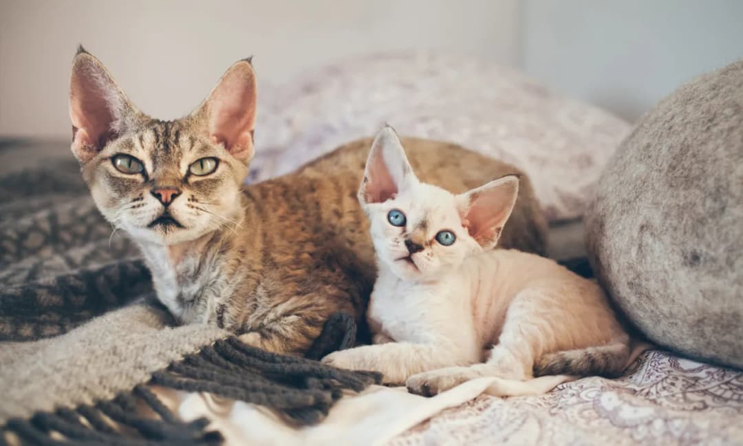 Devon rex liliowy - piękno i unikalne cechy tej rasy kotów