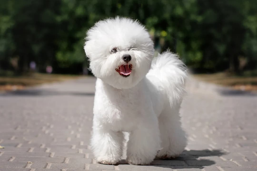 Bichon frise włosy czy sierść – co musisz wiedzieć o ich futrze?