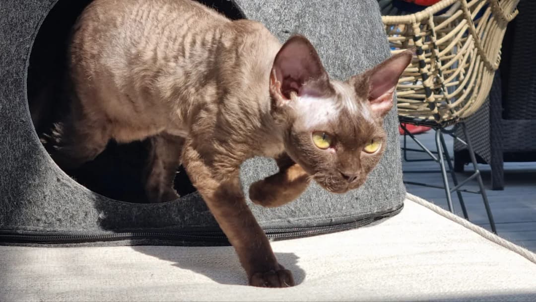 Devon Rex w schronisku: Jak pomóc zaniedbanym kotom?