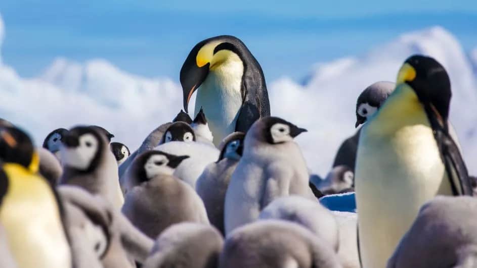 Jak pingwiny się rozmnażają? Fascynujący proces lęgowy i opieka nad pisklętami