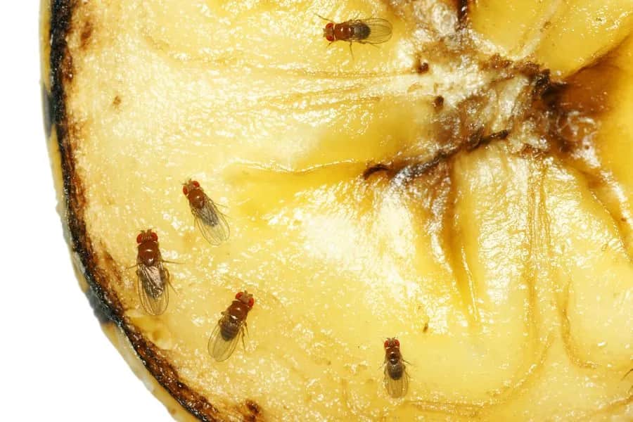 Jak się rozmnażają muszki owocówki? Zaskakujące fakty o ich cyklu życia