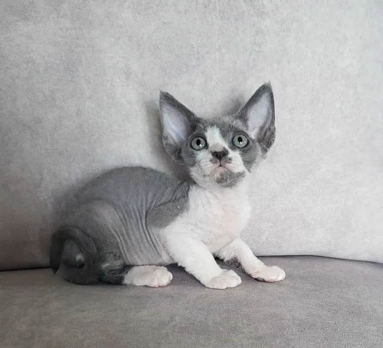 Koty Devon Rex sprzedam – poznaj najlepsze oferty i ceny w Polsce