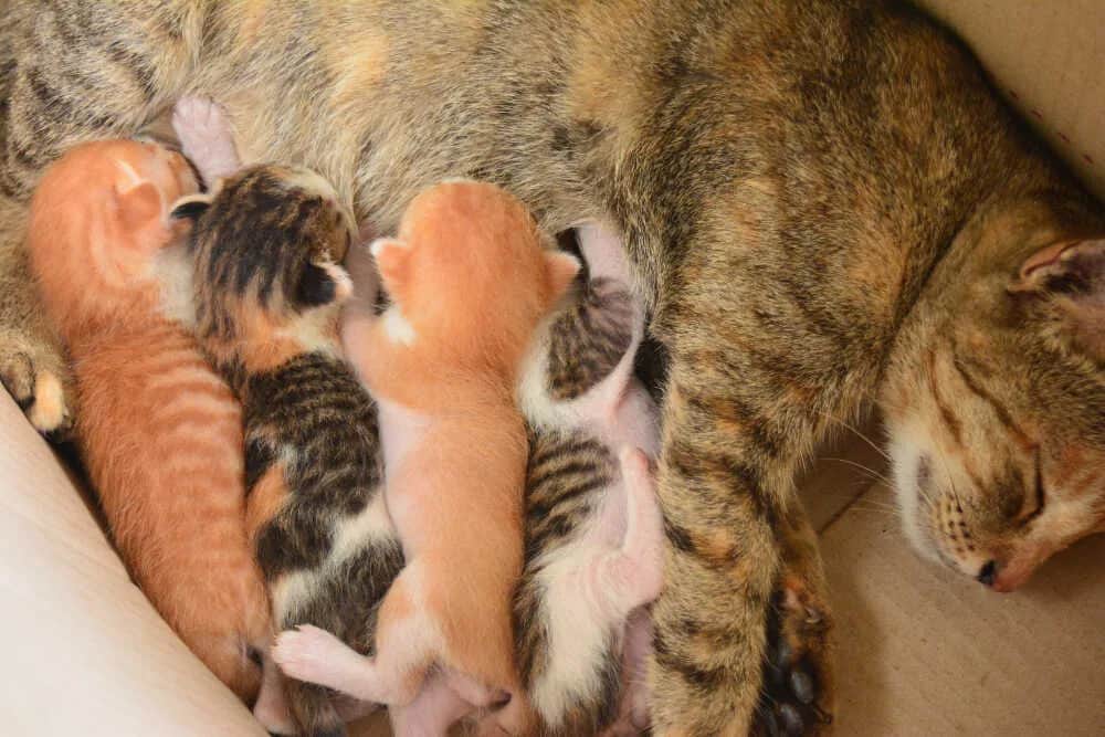 Kotka ile w ciąży: poznaj czas trwania ciąży i objawy ciąży Kotka ile w ciąży: poznaj czas trwania ciąży i objawy ciąży