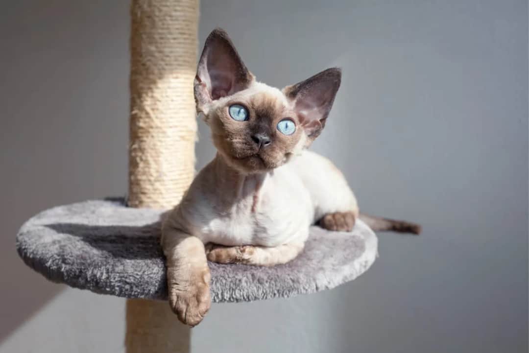 Gatto Devon Rex - charakterystyka, pielęgnacja i zdrowie kota