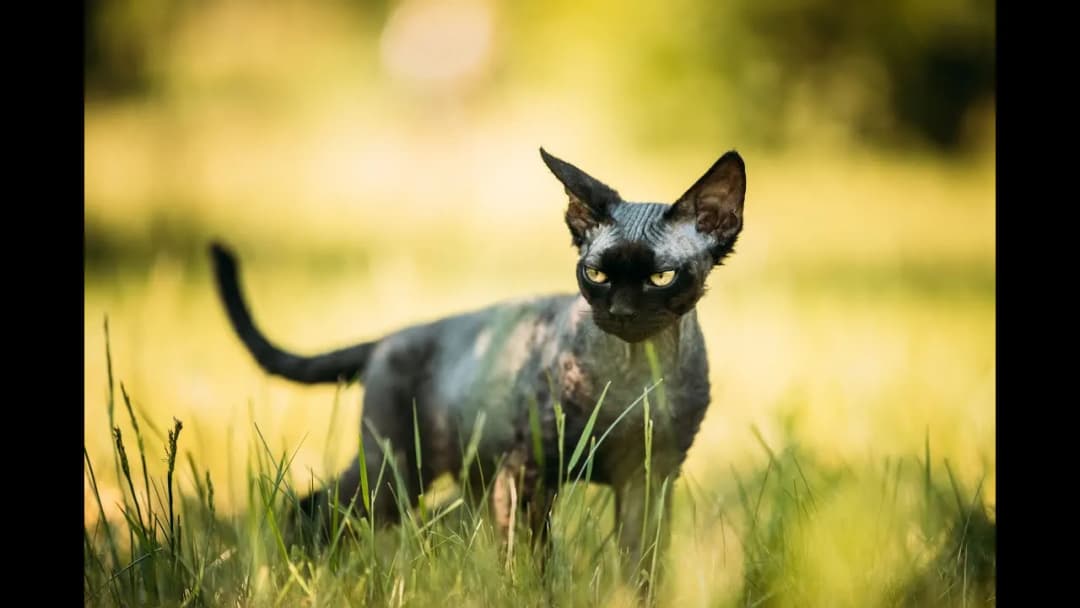 Ile kosztuje Devon Rex? Ceny kociąt i co warto wiedzieć przed zakupem
