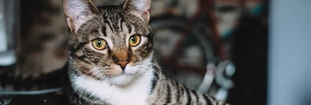 Czy koty mogą jeść oliwki? Sprawdź, co musisz wiedzieć o bezpieczeństwie