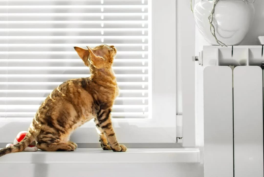 Jak wygląda dorosły devon rex? Cechy, pielęgnacja i długość życia