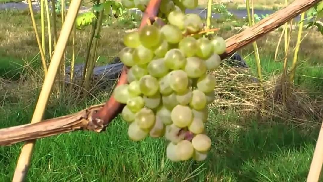 Jak rozmnażają się winogrona bezpestkowe - skuteczne metody i porady