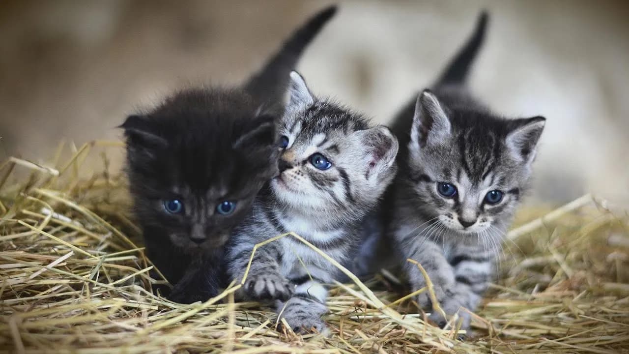 Kiedy kotki otwierają oczy? Zaskakujące fakty o ich rozwoju