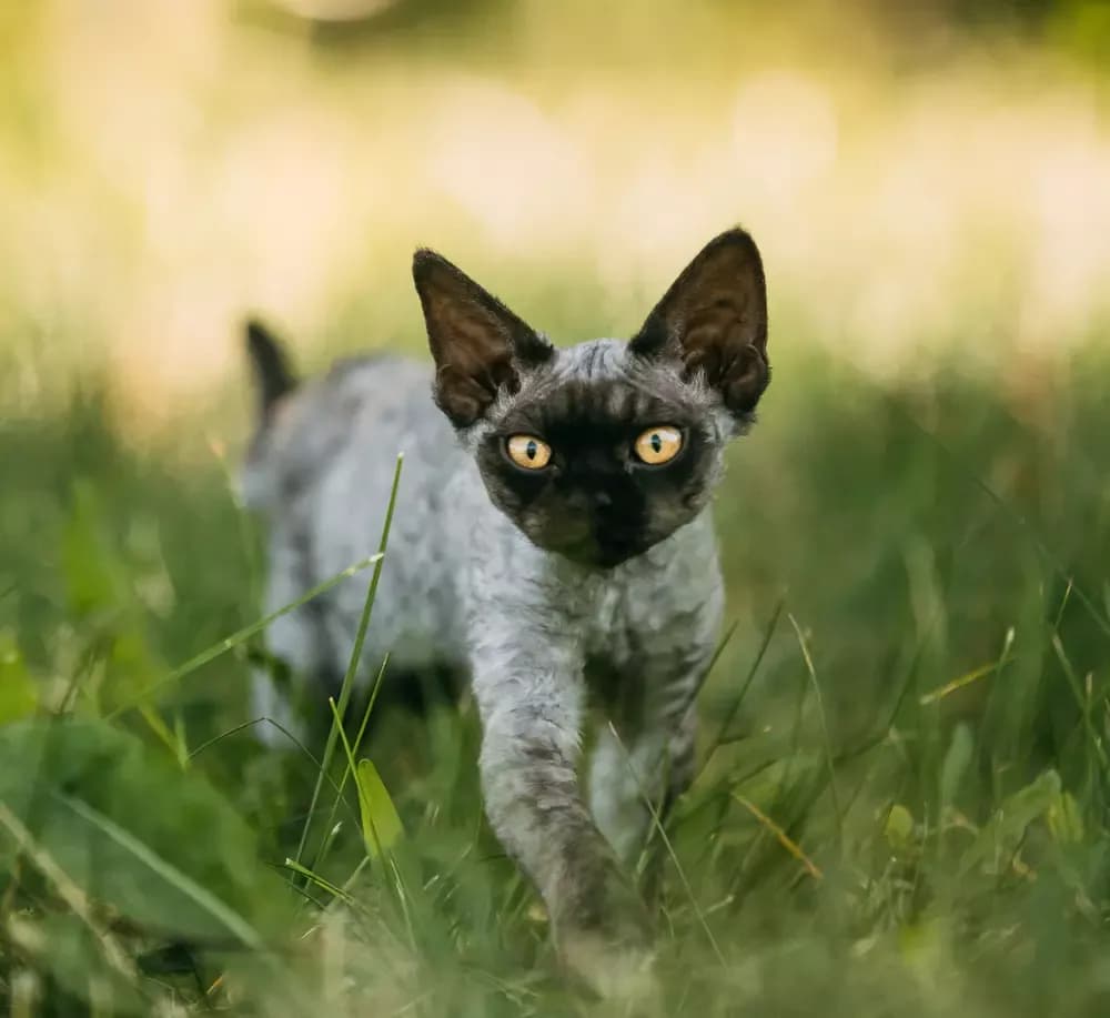 Czarny Devon Rex: unikalne cechy, pielęgnacja i adopcja kota