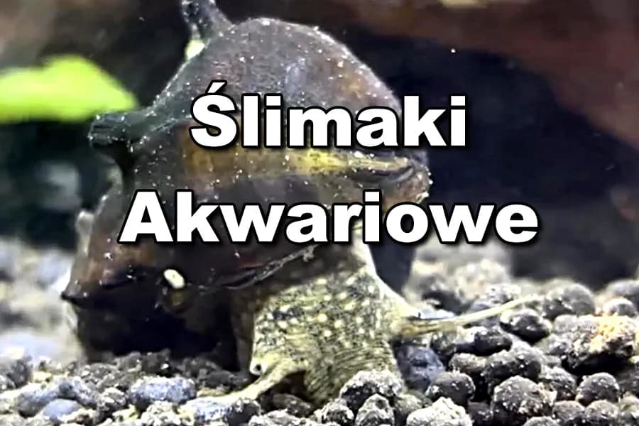 Jak rozmnażają się ślimaki w akwarium - sekrety ich rozwoju i pielęgnacji