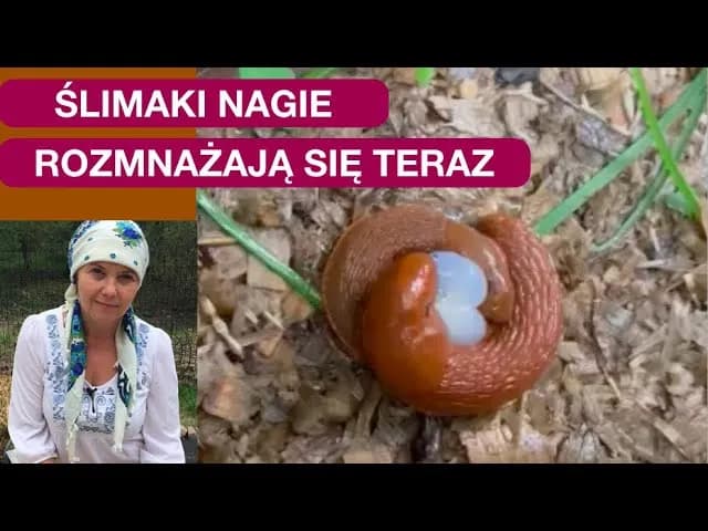 Jak rozmnażają się ślimaki bezskorupowe - tajemnice ich rozmnażania