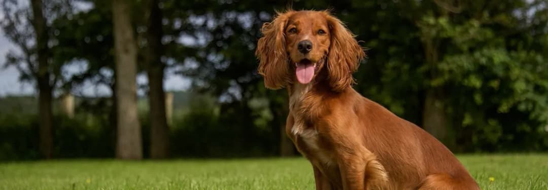 Cocker spaniel włosy czy sierść - poznaj różnice i pielęgnację