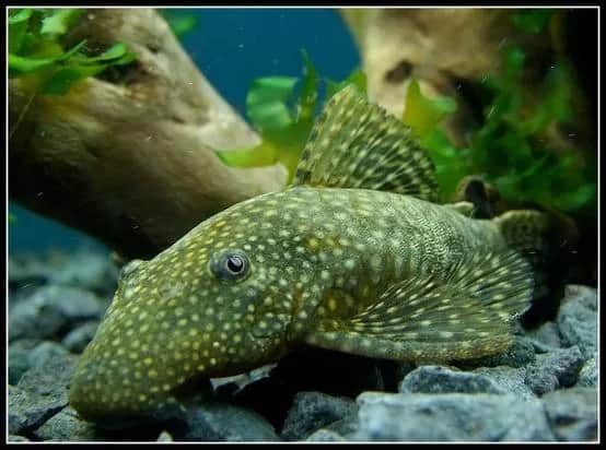 Jak rozmnażają się glonojady - kluczowe warunki i opieka nad narybkiem Jak rozmnażają się glonojady - kluczowe warunki i opieka nad narybkiem