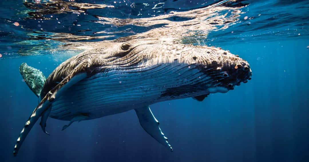 Jak rozmnażają się wieloryby? Zaskakujące fakty o ich reprodukcji
