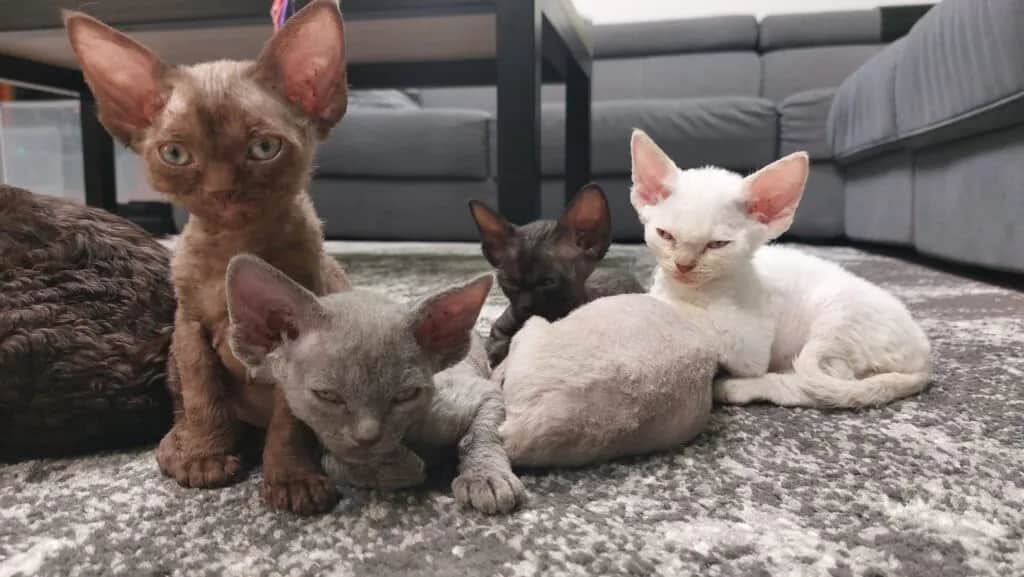 Czarny Devon Rex – unikalne cechy, pielęgnacja i dostępność w Polsce