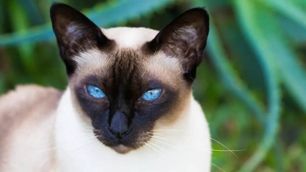 Kot tonkijski niebieski - piękno, charakter i pielęgnacja tej rasy