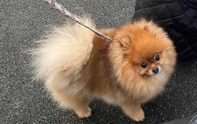 Czy szpic miniaturowy ma włosy czy sierść? Odkryj prawdę o jego futrze