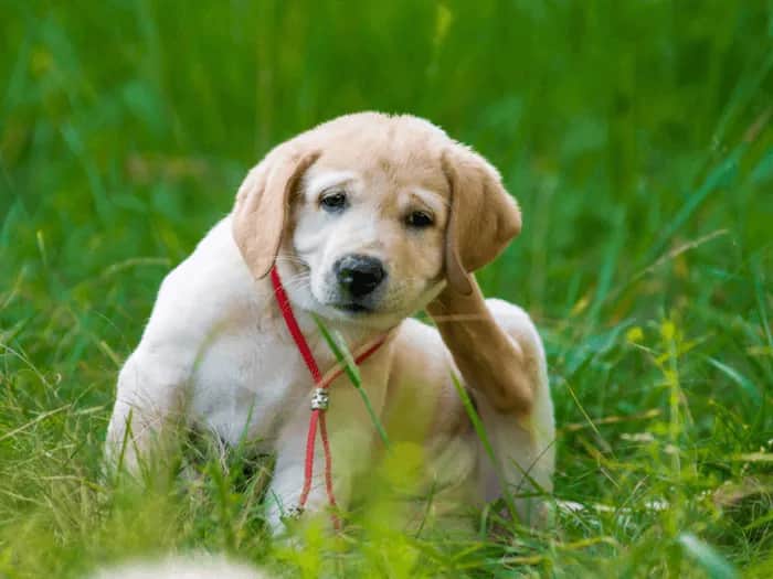 Jak szybko rozmnażają się pchły i jak uniknąć ich inwazji