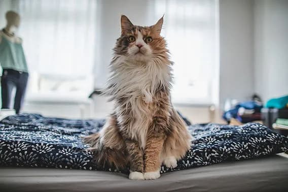 Maine Coon: Włosy czy sierść? Odkryj tajemnice pielęgnacji futra