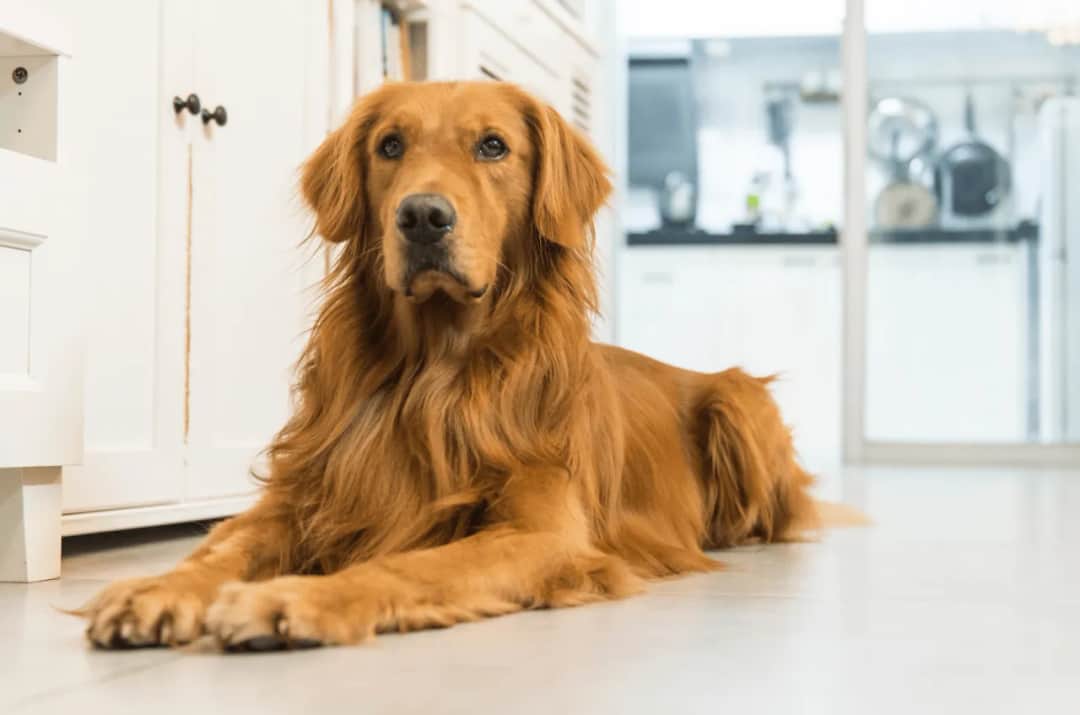 Czy golden retriever ma włosy czy sierść? Odkryj prawdę o ich futrze