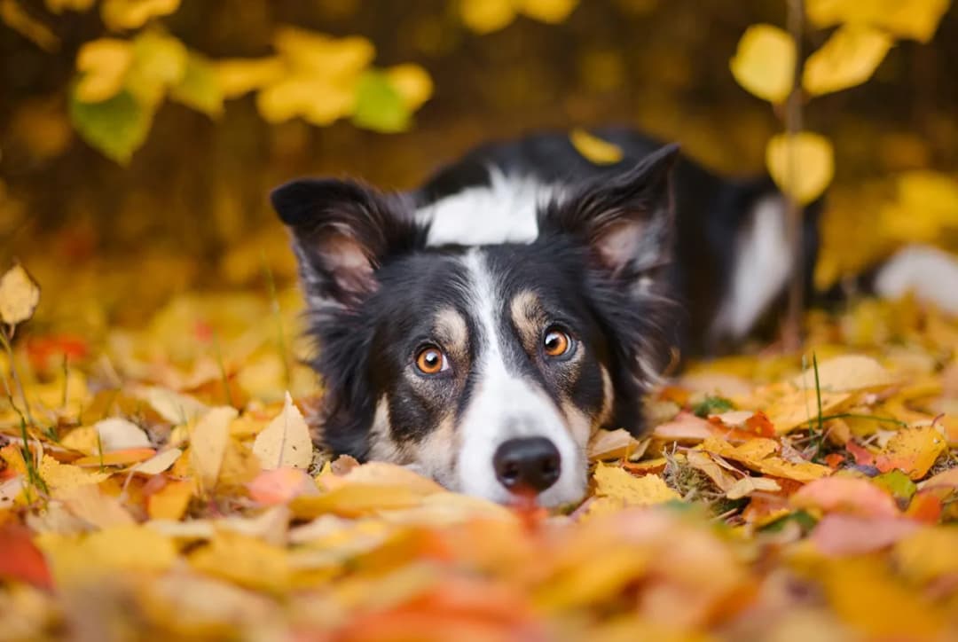 Czy border collie ma włosy czy sierść? Odkryj prawdę o ich futrze
