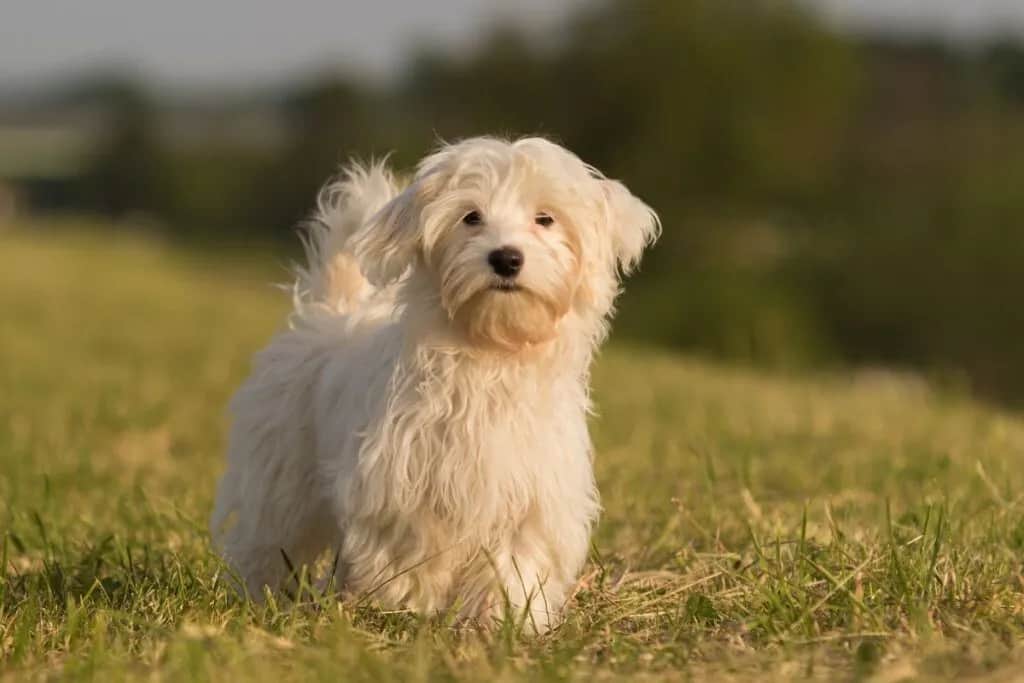 Hawańczyk włosy czy sierść – co musisz wiedzieć o pielęgnacji Hawańczyk włosy czy sierść – co musisz wiedzieć o pielęgnacji