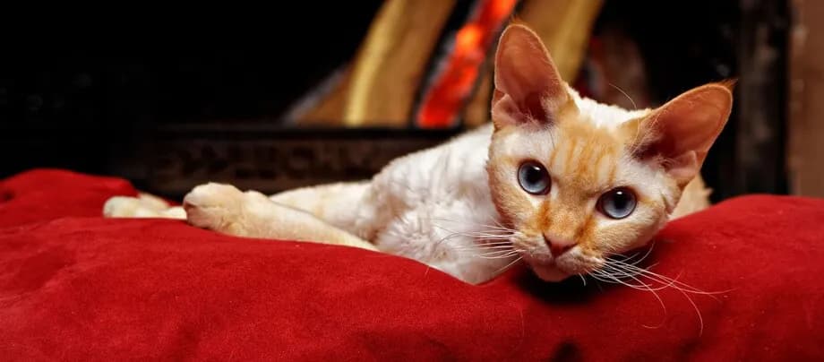 Waga Devon Rex – ile naprawdę ważą te urocze koty?