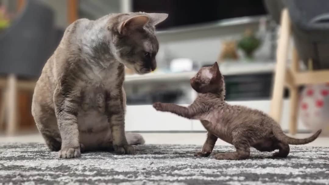 Ceny kociąt Devon Rex w Polsce: co wpływa na ich koszt?