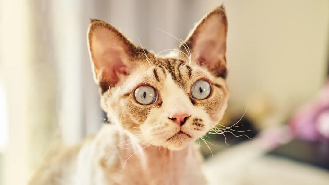 Czy Devon Rex uczula? Fakty o alergiach na tę rasę kotów