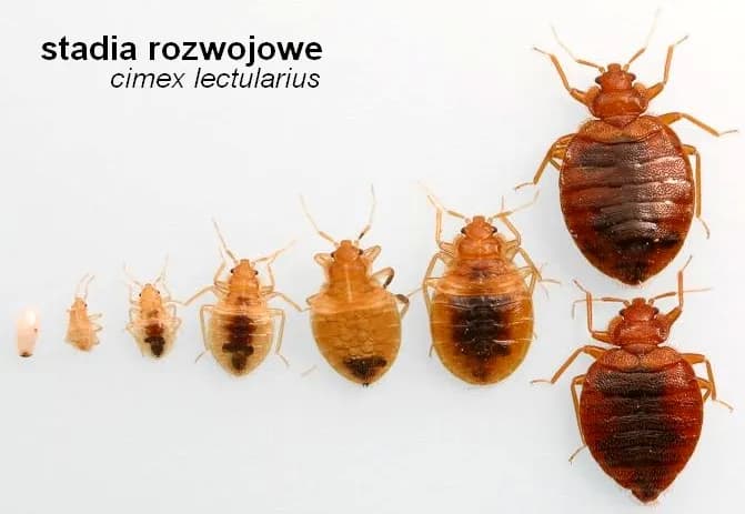 Jak się rozmnażają pluskwy? Zaskakujące fakty o ich cyklu życia