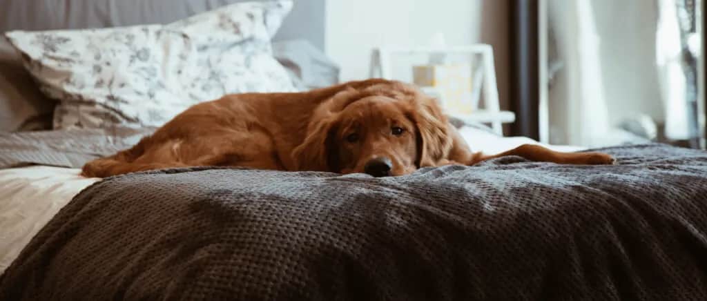 Skuteczne sposoby na pozbycie się sierści w praniu bez wysiłku Skuteczne sposoby na pozbycie się sierści w praniu bez wysiłku
