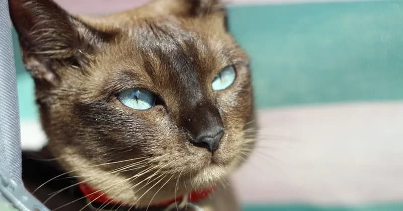 Tonkijskie koty: Cechy, pielęgnacja i historia tej wyjątkowej rasy