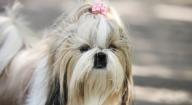 Kiedy shih tzu zmienia sierść? Kluczowe informacje i porady pielęgnacyjne