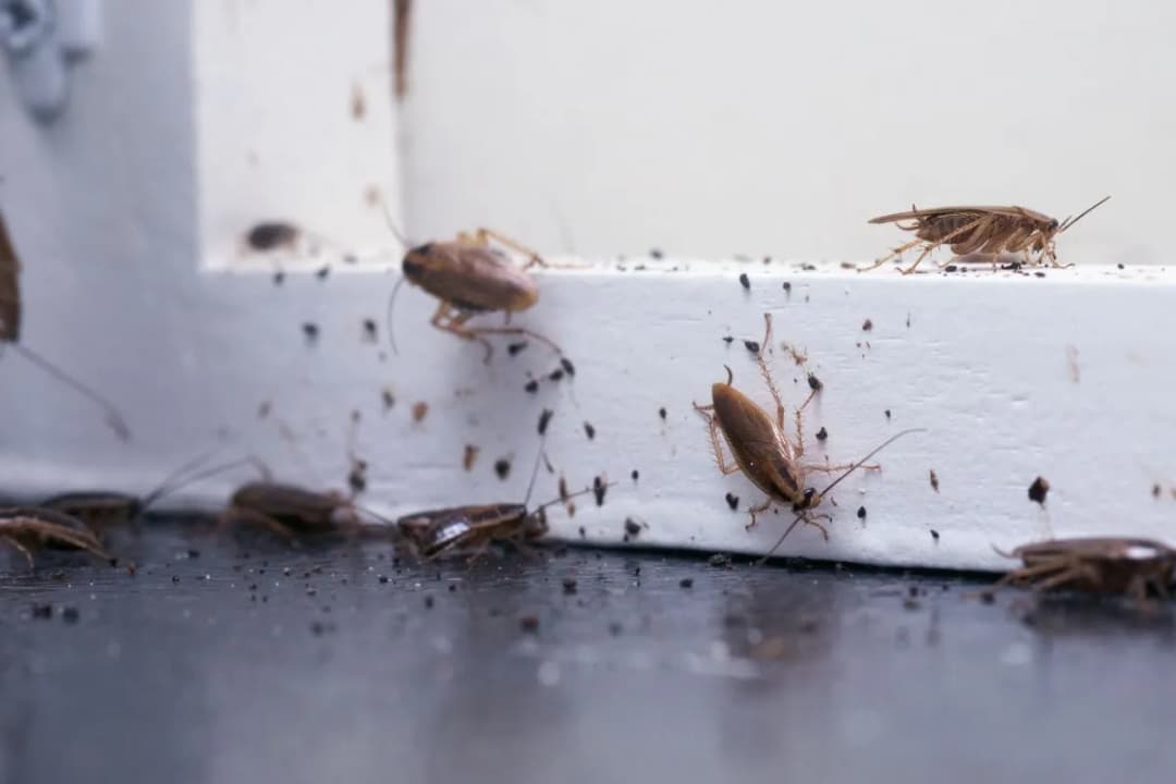 Jak prusaki się rozmnażają? Zaskakujące fakty o ich cyklu życia