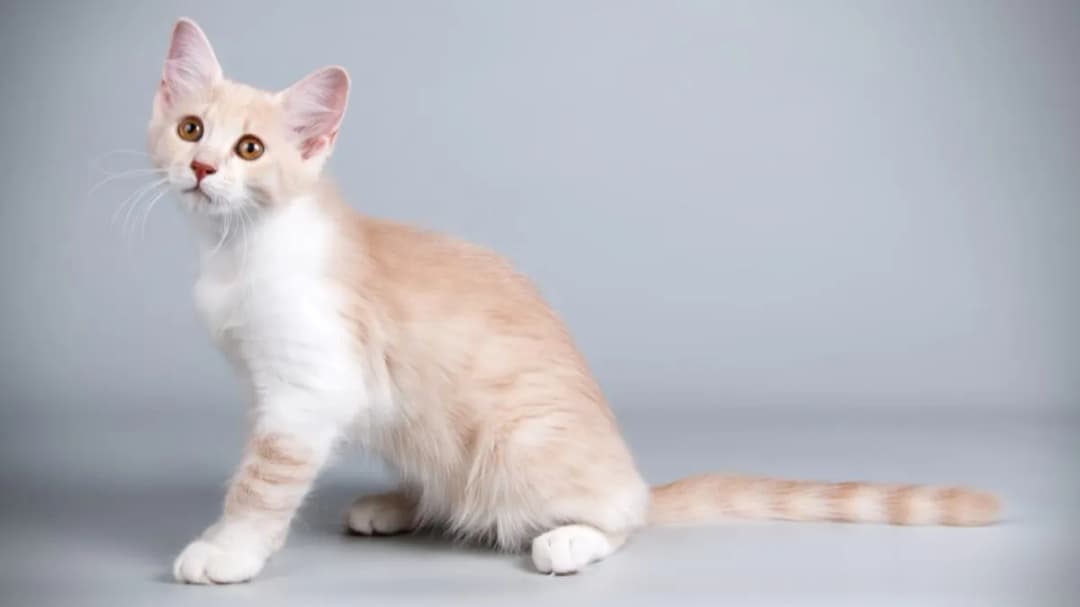 Kot Afrodyty biały: Cechy, opieka i zdrowie tej wyjątkowej rasy