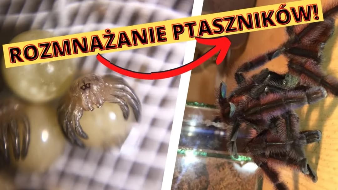 Jak rozmnażają się pająki? Fascynujący proces, który zaskakuje