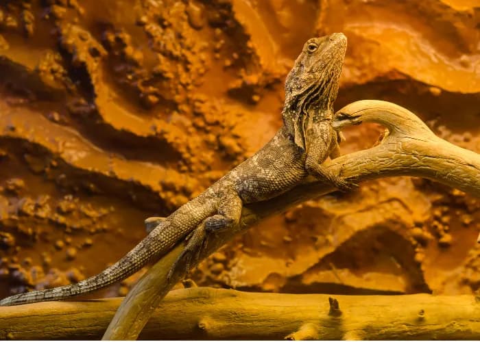 Jak się rozmnażają jaszczurki? Odkryj fascynujące metody rozmnażania