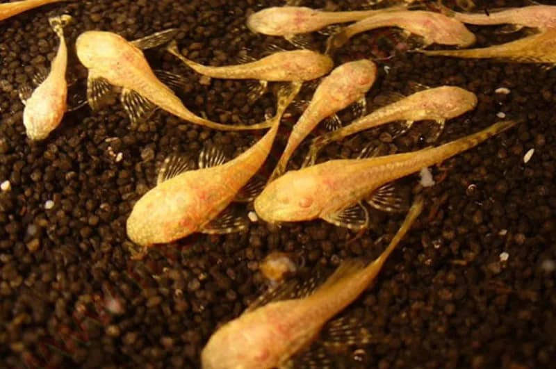 Jak się rozmnażają glonojady - kluczowe warunki i pielęgnacja ikry